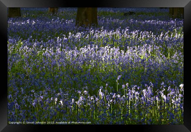 Plant  Framed Print by Simon Johnson