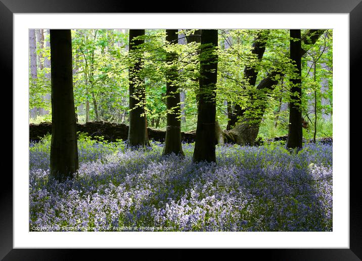 sunlit bluebells Framed Mounted Print by Simon Johnson