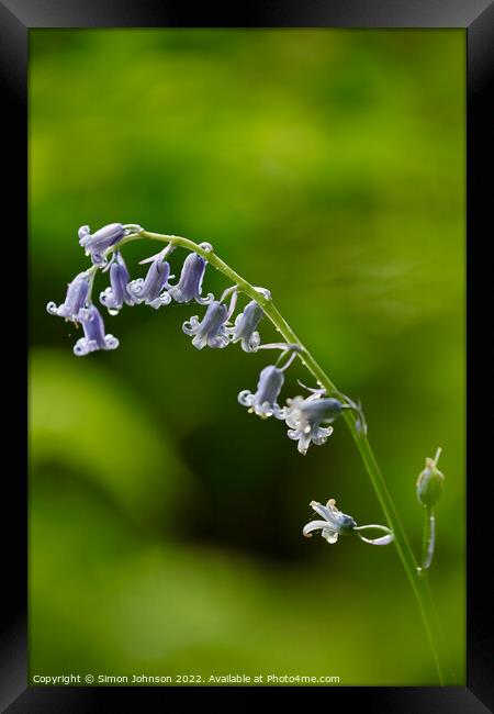 Bluebell  flower Framed Print by Simon Johnson