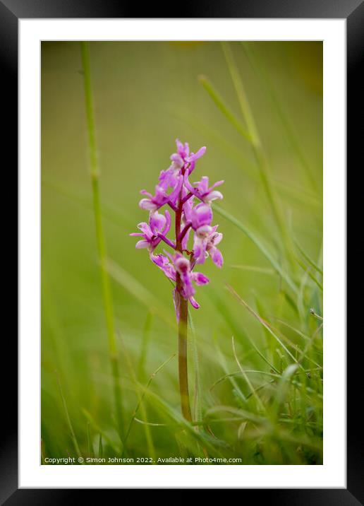 Wid orchid  Framed Mounted Print by Simon Johnson