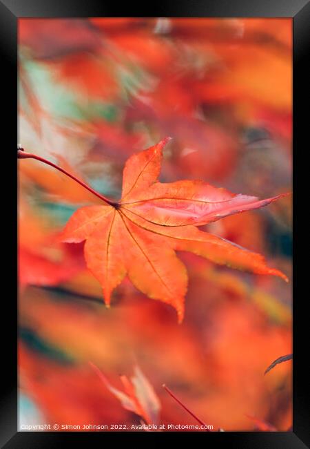 creative image of acer leaf Framed Print by Simon Johnson