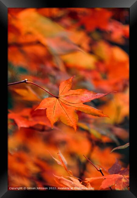 autumn acer colour Framed Print by Simon Johnson