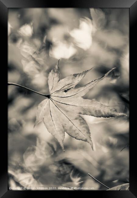 acer leaf in black and white Framed Print by Simon Johnson