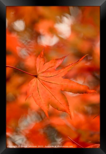 Autumn acer  leaves Framed Print by Simon Johnson