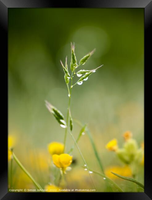 A close up of a grass with morning dew Framed Print by Simon Johnson