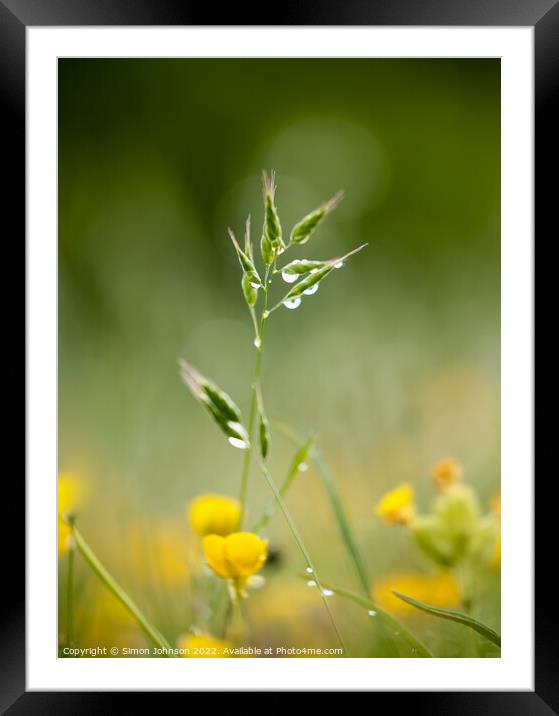 A close up of a grass with morning dew Framed Mounted Print by Simon Johnson