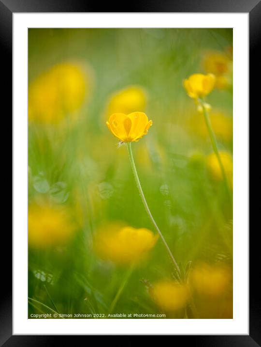 sunlit buttercup flower Framed Mounted Print by Simon Johnson