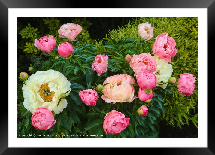 peony flowers Framed Mounted Print by Simon Johnson