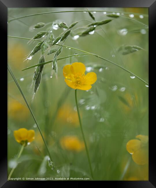 buttecup with morning dew Framed Print by Simon Johnson