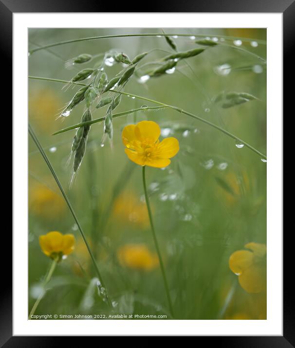 buttecup with morning dew Framed Mounted Print by Simon Johnson