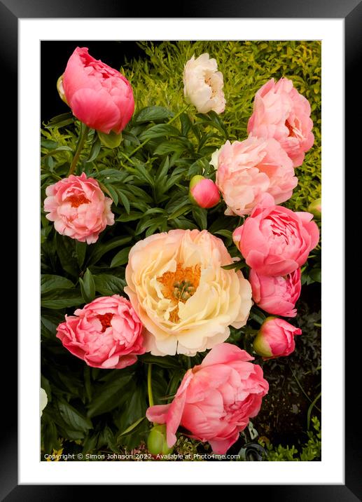 peony flowers Framed Mounted Print by Simon Johnson