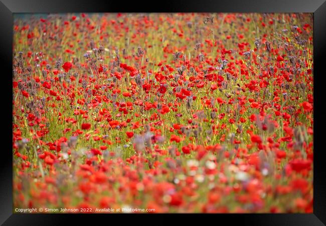 wind blown poppies  Framed Print by Simon Johnson