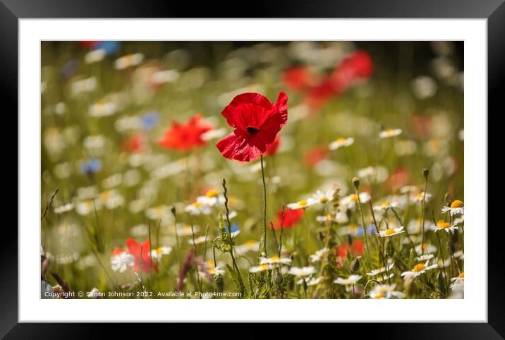 Poppy in the breeze Framed Mounted Print by Simon Johnson