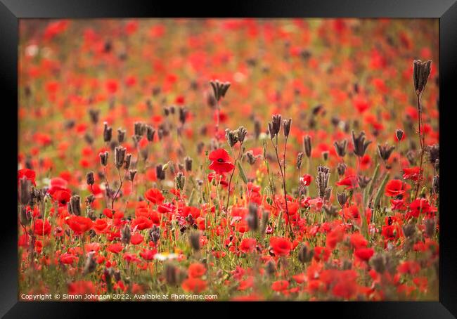 Cotswold Poppies Framed Print by Simon Johnson