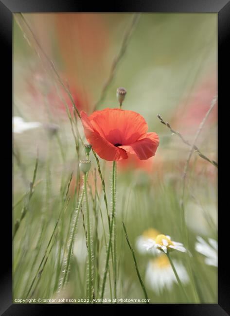 Poppy flower Framed Print by Simon Johnson