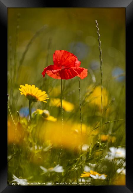 Poppy flower Framed Print by Simon Johnson