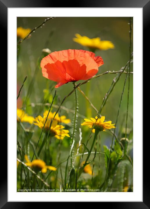 Poppy flower Framed Mounted Print by Simon Johnson