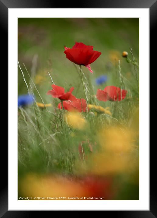 poppy flower Framed Mounted Print by Simon Johnson