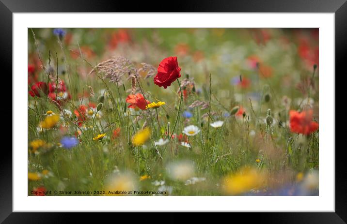 Poppy flower Framed Mounted Print by Simon Johnson