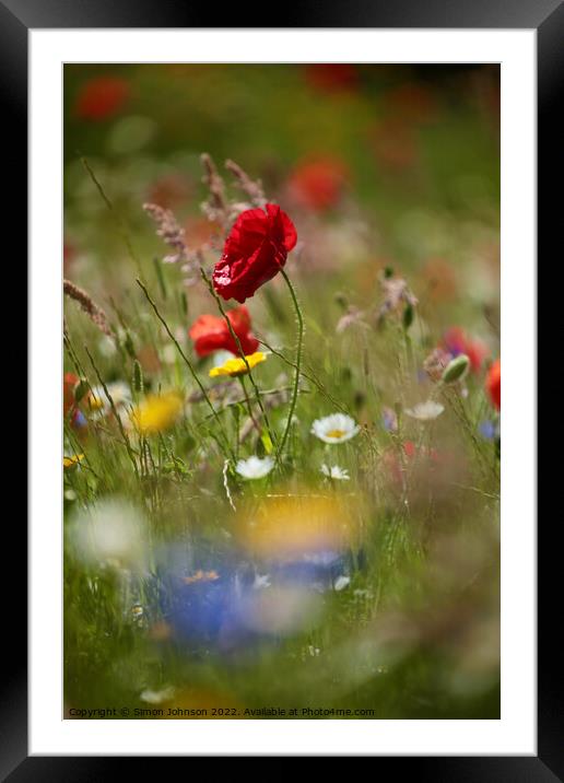 wind blown poppy flower Framed Mounted Print by Simon Johnson
