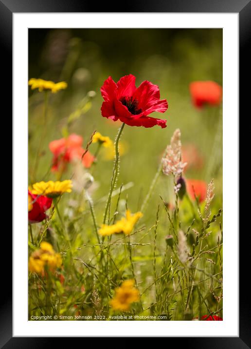 Poppy flower Framed Mounted Print by Simon Johnson