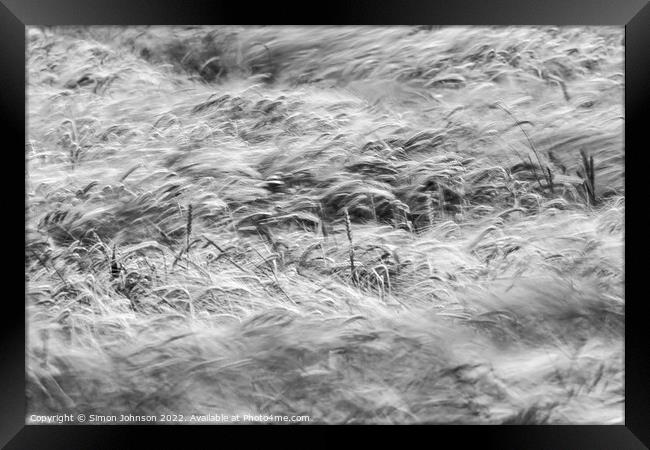 Wind blown wheat field  Framed Print by Simon Johnson