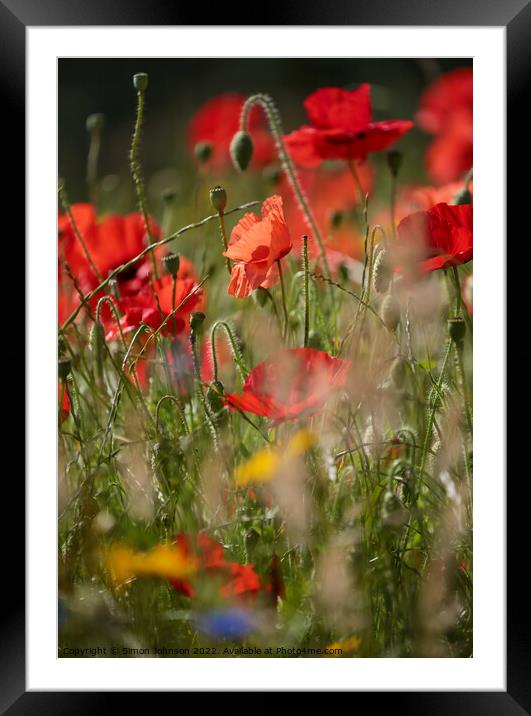 sunlit poppies Framed Mounted Print by Simon Johnson