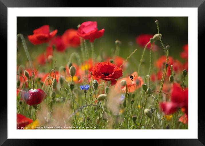 Poppy and bee Framed Mounted Print by Simon Johnson