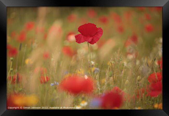 Poppies  Framed Print by Simon Johnson