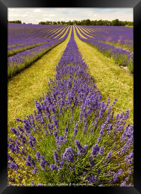 Lavender  fields Framed Print by Simon Johnson