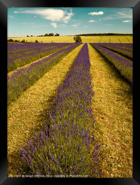 Lavender firld Framed Print by Simon Johnson
