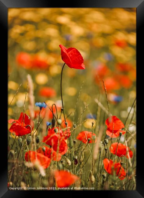 poppy flower Framed Print by Simon Johnson