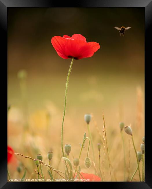 Poppy with bee Framed Print by Simon Johnson