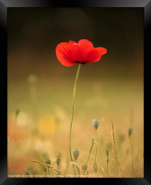 A close up of a poppy flower  Framed Print by Simon Johnson