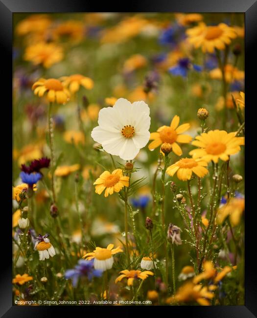 A close up of a  meadow flower Framed Print by Simon Johnson