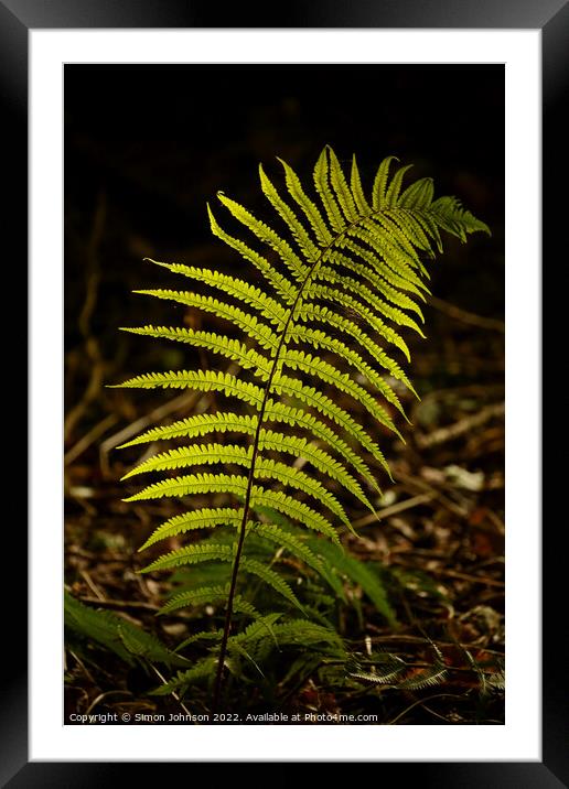 sunlit fern Framed Mounted Print by Simon Johnson