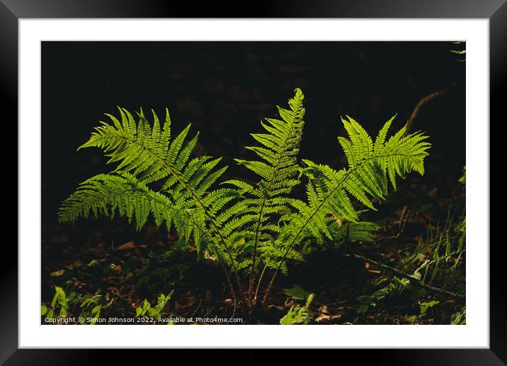 sunlit fern Framed Mounted Print by Simon Johnson