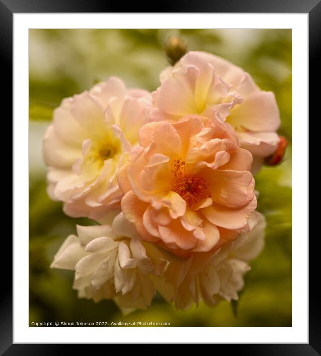 Gislane  rose flower Framed Mounted Print by Simon Johnson