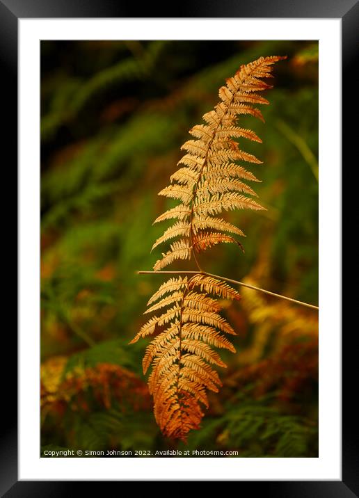 Autumn Fern Framed Mounted Print by Simon Johnson