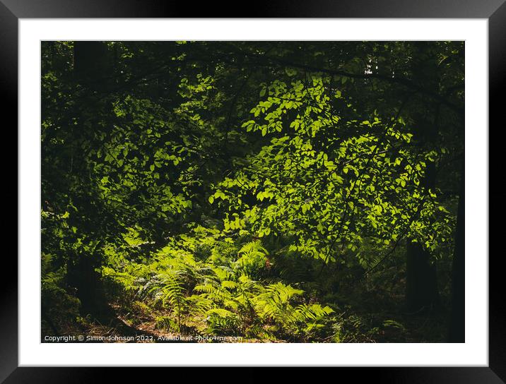 sunlit ferns and leaves Framed Mounted Print by Simon Johnson