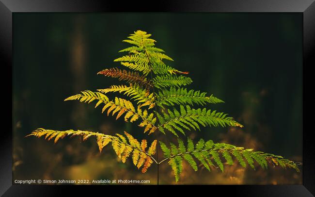 Plant leaves Framed Print by Simon Johnson