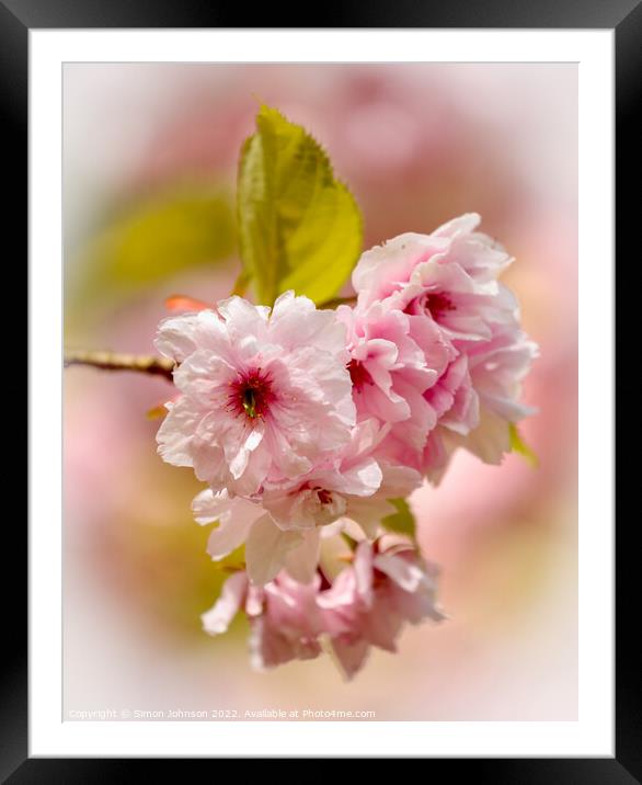 sunlit Cherry Blossom Framed Mounted Print by Simon Johnson