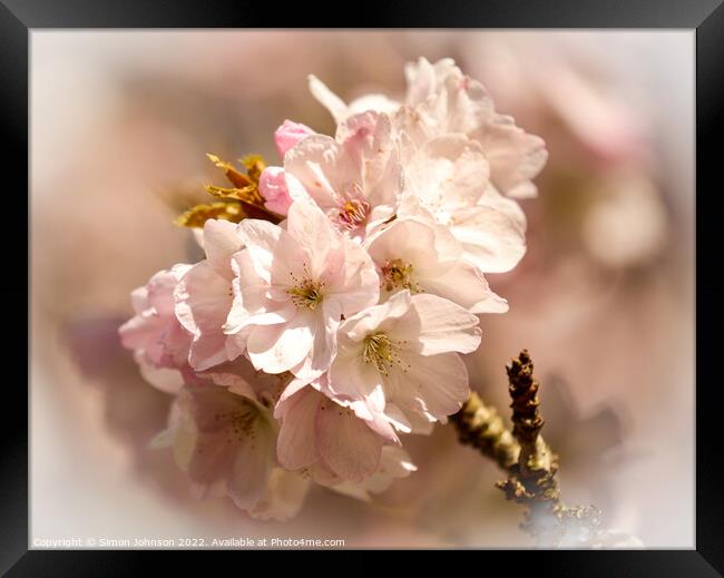 Spring blossom Framed Print by Simon Johnson