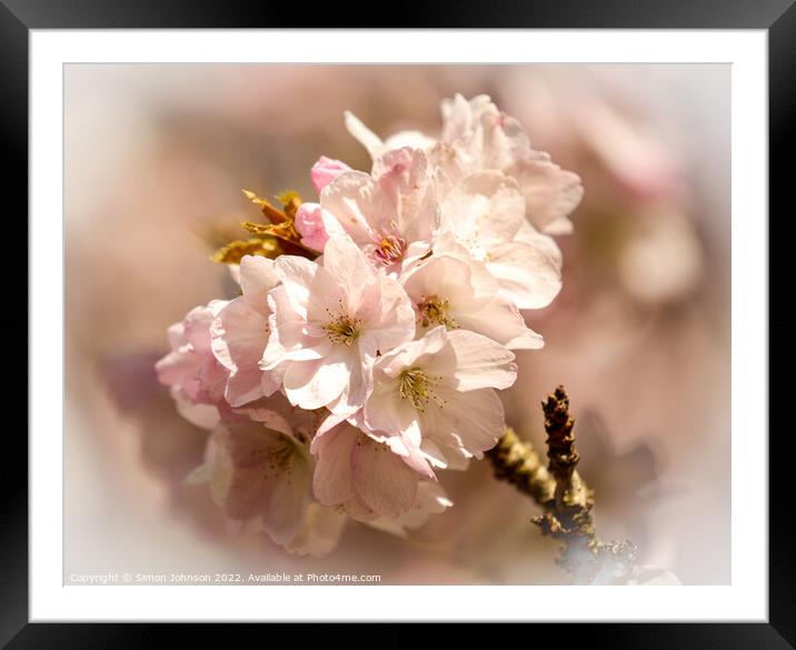 Spring blossom Framed Mounted Print by Simon Johnson