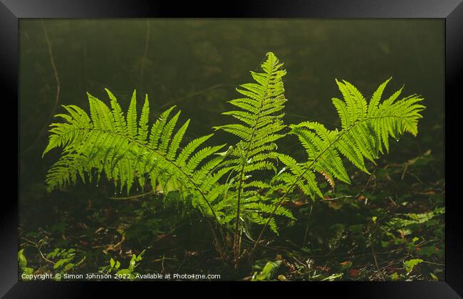 Luminous fern Framed Print by Simon Johnson