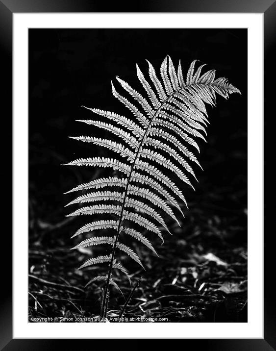 luminous fern leaf  in monochrome  Framed Mounted Print by Simon Johnson