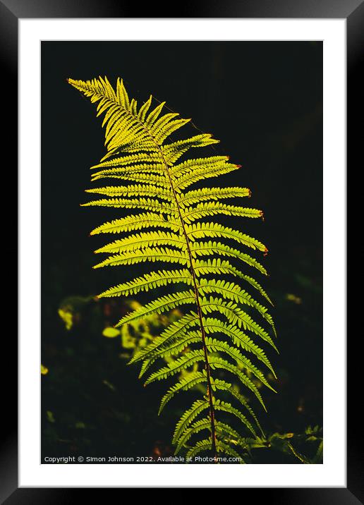 luminous fern Framed Mounted Print by Simon Johnson