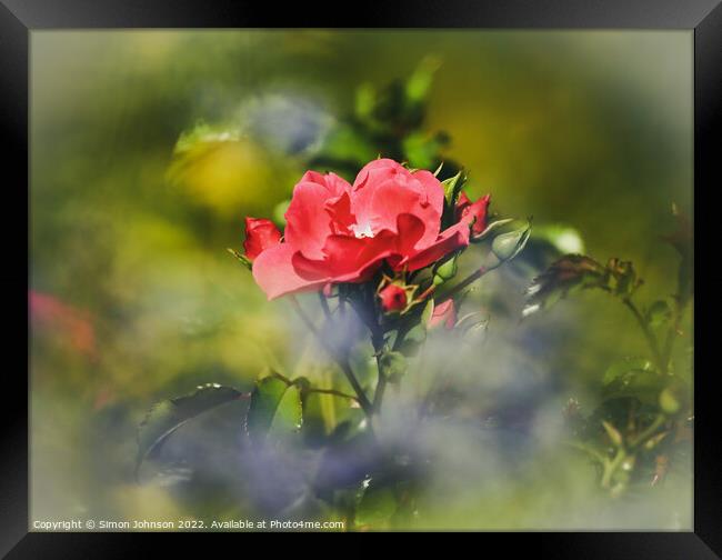 Red Rose Framed Print by Simon Johnson