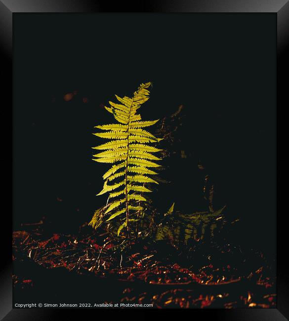 sunlit fern Framed Print by Simon Johnson