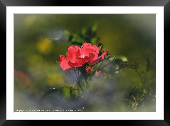 a red rose Framed Mounted Print by Simon Johnson